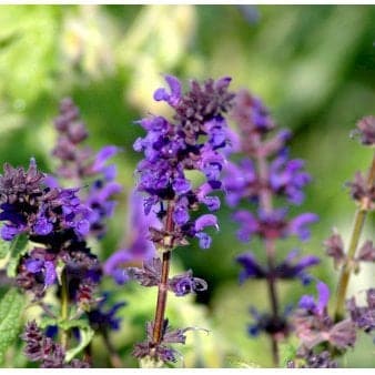 Se Staude-Salvie 'Viola Klose' » Kæmpe udvalg i Plantetorvet » Hurtig levering: 1 - 2 Hverdage samt billig fragt - Varenummer: PTT-60049 og barcode / Ean: på lager - Udsalg på Stauder > Salvie Spar op til 51% - Over 1150 kendte brands på udsalg