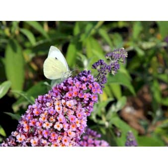Se Buddleja Davidii &