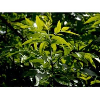 Se Amerikansk Ask 'Summit' Potte 10 liter 200-250 cm. ❤ Kæmpe udvalg i Plantetorvet ❤ Hurtig levering: 1 - 2 Hverdage samt billig fragt - Varenummer: PTT-98173 og barcode / Ean: på lager - Udsalg på Træer > Ask Spar op til 53% - Over 785 kendte brands på udsalg