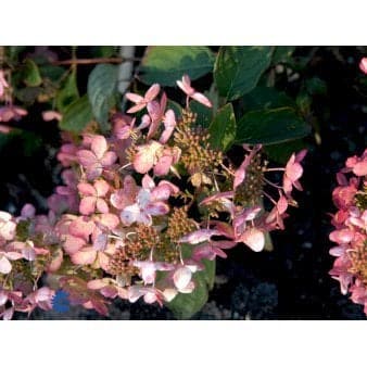 Se 6 stk. Hydrangea Paniculata &