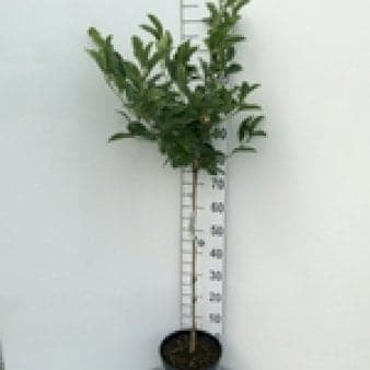 Se Magnolia 'Georg Henry Kern' ❤ Kæmpe udvalg i Plantetorvet ❤ Hurtig levering: 1 - 2 Hverdage samt billig fragt - Varenummer: PTT-98456 og barcode / Ean: på lager - Udsalg på Prydbuske > Magnolia Spar op til 58% - Over 785 kendte brands på udsalg