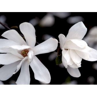 Magnolia x loebneri &