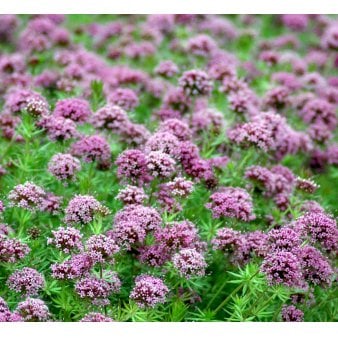 Se Rosenskovmærke ❤ Stort online udvalg i Plantetorvet ❤ Hurtig levering: 1 - 2 Hverdage samt billig fragt - Varenummer: PTT-59982 og barcode / Ean: på lager - Udsalg på Stauder > Rosenskovmærke Spar op til 62% - Over 454 kendte mærker på udsalg