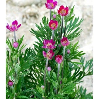 Se Anemone 'Rubra' ❤ Stort online udvalg i Plantetorvet ❤ Hurtig levering: 1 - 2 Hverdage samt billig fragt - Varenummer: PTT-70617 og barcode / Ean: på lager - Udsalg på Stauder > Anemone Spar op til 58% - Over 360 kendte mærker på udsalg