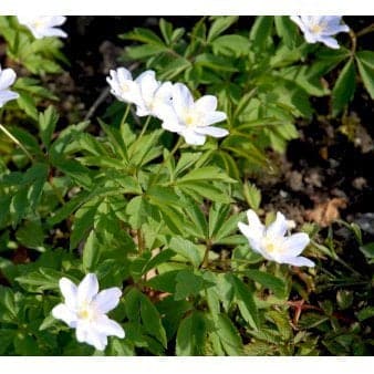 Se Skovanemone ❤ Stort online udvalg i Plantetorvet ❤ Hurtig levering: 1 - 2 Hverdage samt billig fragt - Varenummer: PTT-67984 og barcode / Ean: på lager - Udsalg på Stauder > Anemone Spar op til 63% - Over 454 design brands på udsalg