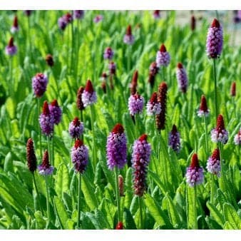 Se Hyacintprimula ❤ Stort online udvalg i Plantetorvet ❤ Hurtig levering: 1 - 2 Hverdage samt billig fragt - Varenummer: PTT-60020 og barcode / Ean: på lager - Udsalg på Stauder > Primula Spar op til 58% - Over 454 design brands på udsalg
