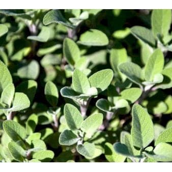 Se Salvie 'Berggarten' (Storbladet) 1 liter potte ❤ Stort online udvalg i Plantetorvet ❤ Hurtig levering: 1 - 2 Hverdage samt billig fragt - Varenummer: PTT-77614 og barcode / Ean: på lager - Udsalg på Krydderurter > Salvie Spar op til 54% - Over 312 kendte brands på udsalg