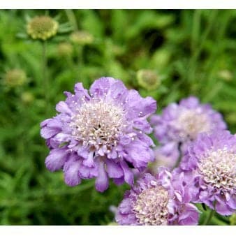 Se Due-Skabiosa 'Butterfly Blue' ❤ Stort online udvalg i Plantetorvet ❤ Hurtig levering: 1 - 2 Hverdage samt billig fragt - Varenummer: PTT-60063 og barcode / Ean: på lager - Udsalg på Stauder > Skabiose Spar op til 64% - Over 454 design brands på udsalg