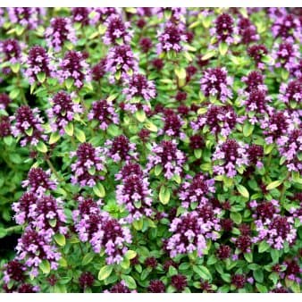 Se Citrontimian 'Golden Dwarf' ❤ Kæmpe udvalg i Plantetorvet ❤ Hurtig levering: 1 - 2 Hverdage samt billig fragt - Varenummer: PTT-60116 og barcode / Ean: på lager - Udsalg på Stauder > Timian Spar op til 59% - Over 857 kendte brands på udsalg