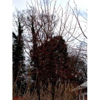 Se Orangebarket lind 'Winter Orange' Potte 10 liter 150-175 cm. ❤ Kæmpe udvalg i Plantetorvet ❤ Hurtig levering: 1 - 2 Hverdage samt billig fragt - Varenummer: PTT-68836 og barcode / Ean: på lager - Udsalg på Træer > Lindetræer Spar op til 62% - Over 785 kendte brands på udsalg