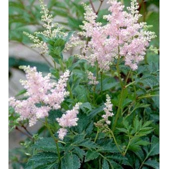 Se Astilbe &