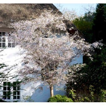 Se Prydkirsebær 'Hally Jolivette' Opstammet,- Potte 15 liter,- 150 cm. stamme ❤ Kæmpe udvalg i Plantetorvet ❤ Hurtig levering: 1 - 2 Hverdage samt billig fragt - Varenummer: PTT-62337 og barcode / Ean: på lager - Udsalg på Træer > Japansk Kirsebær Spar op til 61% - Over 785 kendte brands på udsalg