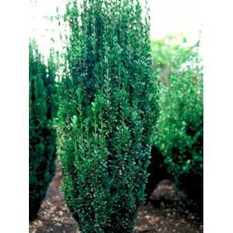 Se Dværgkristtorn 'Fastigiata' 60-80 cm, 5 liter potte ❤ Stort online udvalg i Plantetorvet ❤ Hurtig levering: 1 - 2 Hverdage samt billig fragt - Varenummer: PTT-96136 og barcode / Ean: på lager - Udsalg på Prydbuske > kristtorn Spar op til 59% - Over 360 kendte mærker på udsalg