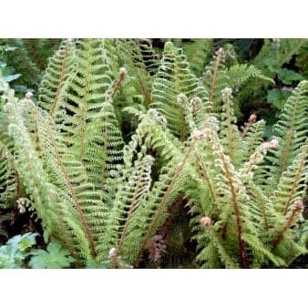 Se Skjoldbregne 1 liter potte ❤ Stort online udvalg i Plantetorvet ❤ Hurtig levering: 1 - 2 Hverdage samt billig fragt - Varenummer: PTT-80686 og barcode / Ean: på lager - Udsalg på Bregner > Skjoldbregne Spar op til 66% - Over 350 kendte brands på udsalg