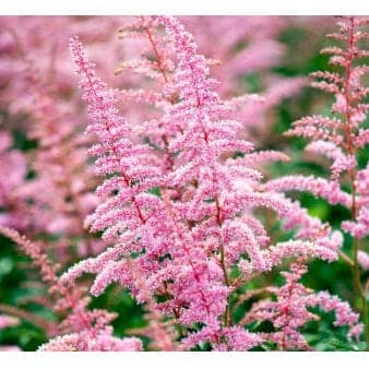 Se Astilbe &