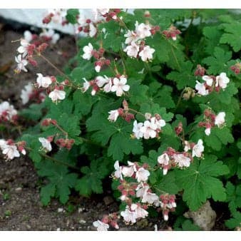 Se Storrodet Storkenæb 'Spessart' 10 cm. potte ❤ Stort online udvalg i Plantetorvet ❤ Hurtig levering: 1 - 2 Hverdage samt billig fragt - Varenummer: PTT-83766 og barcode / Ean: på lager - Udsalg på Stauder > Storkenæb Spar op til 58% - Over 857 kendte brands på udsalg