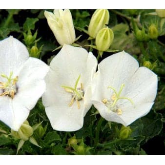 Se Karpaterklokke ❤ Stort online udvalg i Plantetorvet ❤ Hurtig levering: 1 - 2 Hverdage samt billig fragt - Varenummer: PTT-77585 og barcode / Ean: på lager - Udsalg på Stauder > Klokkeblomst Spar op til 56% - Over 350 kendte brands på udsalg