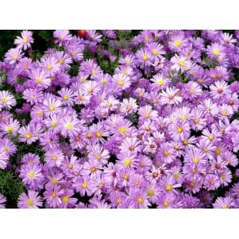 Se Asters 'Jungfrau' ❤ Stort online udvalg i Plantetorvet ❤ Hurtig levering: 1 - 2 Hverdage samt billig fragt - Varenummer: PTT-59477 og barcode / Ean: på lager - Udsalg på Stauder > Asters Spar op til 61% - Over 857 kendte brands på udsalg
