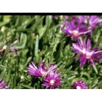 Se Middagsblomst » Kæmpe udvalg i Plantetorvet » Hurtig levering: 1 - 2 Hverdage samt billig fragt - Varenummer: PTT-59581 og barcode / Ean: på lager - Udsalg på Stauder > Middagsblomst Spar op til 54% - Over 1150 kendte brands på udsalg