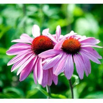 Se Purpursolhat 'Prairie Splendor' ❤ Stort online udvalg i Plantetorvet ❤ Hurtig levering: 1 - 2 Hverdage samt billig fragt - Varenummer: PTT-73935 og barcode / Ean: på lager - Udsalg på Stauder > Purpur Solhat Spar op til 64% - Over 360 kendte mærker på udsalg