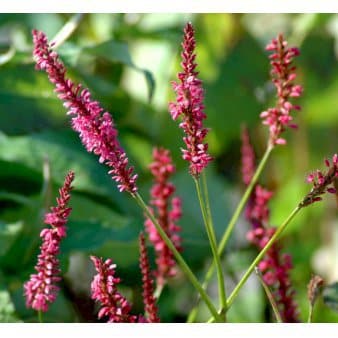 Se Kertepileurt 'Speciosa' ❤ Stort online udvalg i Plantetorvet ❤ Hurtig levering: 1 - 2 Hverdage samt billig fragt - Varenummer: PTT-69092 og barcode / Ean: på lager - Udsalg på Stauder > Pileurt Spar op til 55% - Over 454 design mærker på udsalg