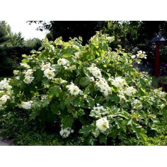 Egebladet Hortensia Potte 12 liter,- 50-60 cm.