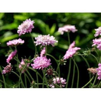 Se Due-Skabiosa 'Pink Mist' ❤ Stort online udvalg i Plantetorvet ❤ Hurtig levering: 1 - 2 Hverdage samt billig fragt - Varenummer: PTT-60064 og barcode / Ean: på lager - Udsalg på Stauder > Skabiose Spar op til 63% - Over 454 design brands på udsalg