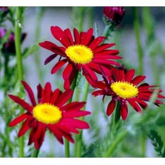 Se Rosenkrave 'Robinsons Rote' ❤ Stort online udvalg i Plantetorvet ❤ Hurtig levering: 1 - 2 Hverdage samt billig fragt - Varenummer: PTT-77518 og barcode / Ean: på lager - Udsalg på Stauder > Rosenkrave Spar op til 65% - Over 360 kendte mærker på udsalg