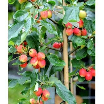 Se Paradisæble 'Dolgo' 4-8 grene, 150-200 cm. 10 liter potte (A-2) ❤ Kæmpe udvalg i Plantetorvet ❤ Hurtig levering: 1 - 2 Hverdage samt billig fragt - Varenummer: PTT-98140 og barcode / Ean: på lager - Udsalg på Træer > Paradisæble Spar op til 51% - Over 785 kendte brands på udsalg