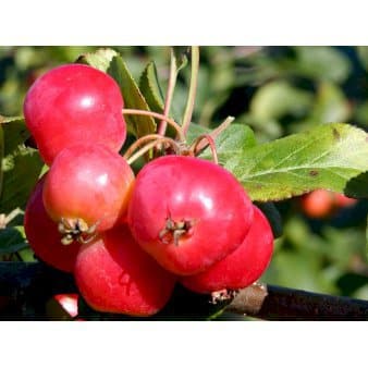 Se Paradisæble 'Red Sentinel' Heister 175-200 cm. Med potte ❤ Stort online udvalg i Plantetorvet ❤ Hurtig levering: 1 - 2 Hverdage samt billig fragt - Varenummer: PTT-62324 og barcode / Ean: på lager - Udsalg på Træer > Paradisæble Spar op til 56% - Over 454 design brands på udsalg