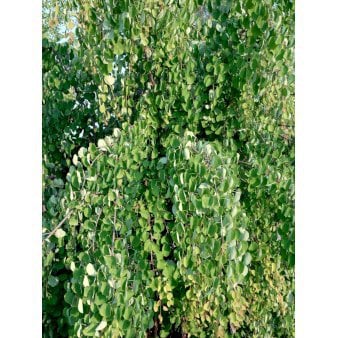 Se Hængende Hjertetræ Opstammet 200 cm. med potte ❤ Stort online udvalg i Plantetorvet ❤ Hurtig levering: 1 - 2 Hverdage samt billig fragt - Varenummer: PTT-96702 og barcode / Ean: på lager - Udsalg på Træer > Hjertetræ Spar op til 53% - Over 424 kendte brands på udsalg