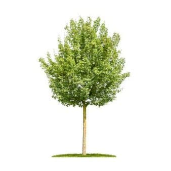 Se Naur Potte 7,5 liter 175-200 cm. ❤ Kæmpe udvalg i Plantetorvet ❤ Hurtig levering: 1 - 2 Hverdage samt billig fragt - Varenummer: PTT-98381 og barcode / Ean: på lager - Udsalg på Træer > Naur Spar op til 61% - Over 857 kendte brands på udsalg