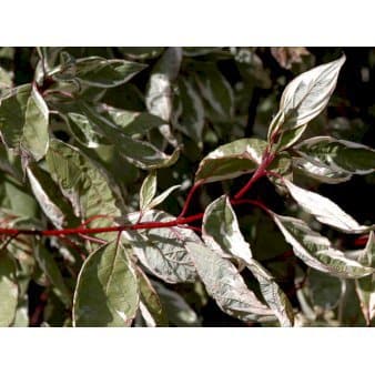 Se Hvidbroget kornel 'Elegantissima' Potte 12 liter,- 100-125 cm. ❤ Stort online udvalg i Plantetorvet ❤ Hurtig levering: 1 - 2 Hverdage samt billig fragt - Varenummer: PTT-58633 og barcode / Ean: på lager - Udsalg på Prydbuske > Kornel Spar op til 66% - Over 322 kendte brands på udsalg