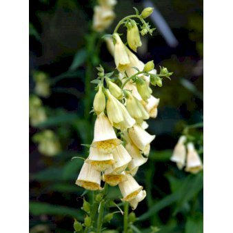 Se Fingerbøl ❤ Stort online udvalg i Plantetorvet ❤ Hurtig levering: 1 - 2 Hverdage samt billig fragt - Varenummer: PTT-59608 og barcode / Ean: på lager - Udsalg på Stauder > Fingerbøl Spar op til 54% - Over 454 kendte mærker på udsalg