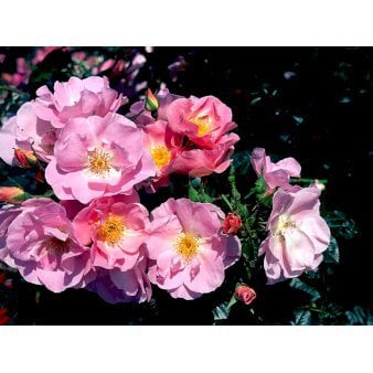 Rynket rose &