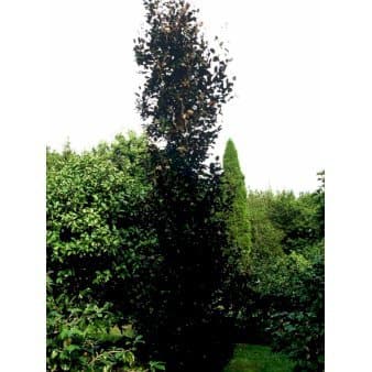 Se Søjleblodbøg 'Dawyck Purple' Potte 10 liter 150-175 cm. ❤ Kæmpe udvalg i Plantetorvet ❤ Hurtig levering: 1 - 2 Hverdage samt billig fragt - Varenummer: PTT-58692 og barcode / Ean: på lager - Udsalg på Træer > Bøg Spar op til 63% - Over 785 kendte brands på udsalg