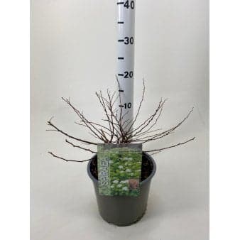 Se Birkebladet Spiræa 'Thor Gold' Potte 3,0 liter,- 20-25 cm. ❤ Stort online udvalg i Plantetorvet ❤ Hurtig levering: 1 - 2 Hverdage samt billig fragt - Varenummer: PTT-76644 og barcode / Ean: på lager - Udsalg på Prydbuske > Spiræa Spar op til 58% - Over 360 kendte mærker på udsalg