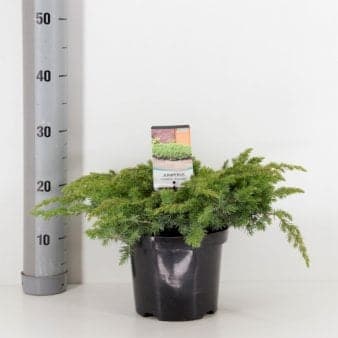 Se Strand Enebær 'Schlager' ❤ Stort online udvalg i Plantetorvet ❤ Hurtig levering: 1 - 2 Hverdage samt billig fragt - Varenummer: PTT-65124 og barcode / Ean: på lager - Udsalg på Nåletræer > Enebær Spar op til 64% - Over 454 design brands på udsalg