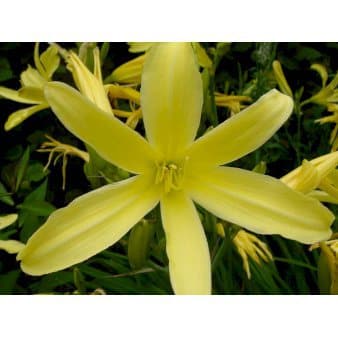 Se Daglilje citrina ❤ Kæmpe udvalg i Plantetorvet ❤ Hurtig levering: 1 - 2 Hverdage samt billig fragt - Varenummer: PTT-58277 og barcode / Ean: på lager - Udsalg på Stauder > Daglilje Spar op til 52% - Over 785 kendte brands på udsalg