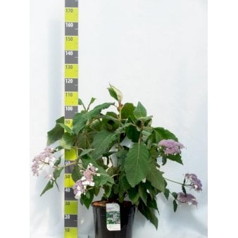 Hortensia Potte 20 liter,- 100-120 cm.