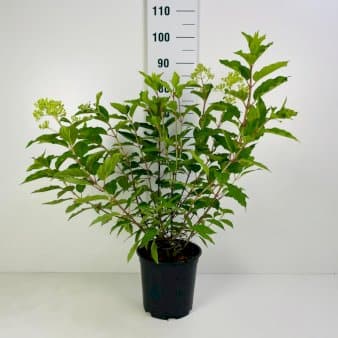 Se Syrén-Hortensia 'Kyushu' Potte 6,5 liter 60-80 cm. ❤ Stort online udvalg i Plantetorvet ❤ Hurtig levering: 1 - 2 Hverdage samt billig fragt - Varenummer: PTT-90127 og barcode / Ean: på lager - Udsalg på Prydbuske > Hortensia Spar op til 64% - Over 324 kendte brands på udsalg