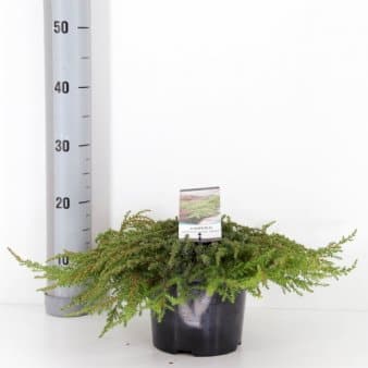 Se Almindelig Enebær 'Green Carpet' ❤ Stort online udvalg i Plantetorvet ❤ Hurtig levering: 1 - 2 Hverdage samt billig fragt - Varenummer: PTT-65120 og barcode / Ean: på lager - Udsalg på Nåletræer > Enebær Spar op til 65% - Over 454 design brands på udsalg