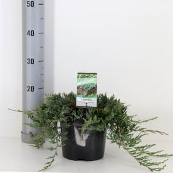 Se Krybende Enebær 'Wiltonii' ❤ Stort online udvalg i Plantetorvet ❤ Hurtig levering: 1 - 2 Hverdage samt billig fragt - Varenummer: PTT-65129 og barcode / Ean: på lager - Udsalg på Nåletræer > Enebær Spar op til 62% - Over 454 design brands på udsalg