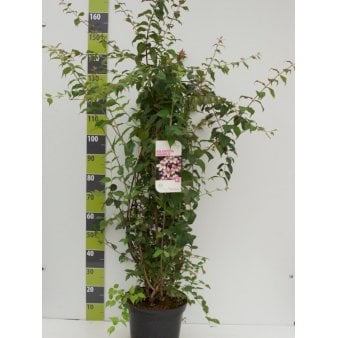 Dronningebusk Potte 12 liter,- 100-125 cm.