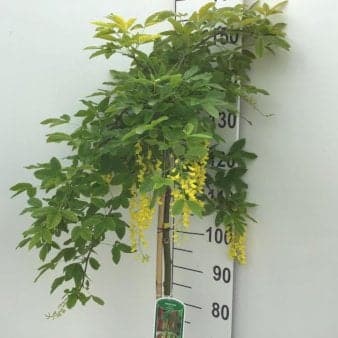Se Alpeguldregn Opstammet 120 cm. 7,5 liter potte ❤ Stort online udvalg i Plantetorvet ❤ Hurtig levering: 1 - 2 Hverdage samt billig fragt - Varenummer: PTT-84981 og barcode / Ean: på lager - Udsalg på Træer > Guldregn Spar op til 55% - Over 322 kendte brands på udsalg