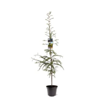 Se Japansk Lærk ❤ Stort online udvalg i Plantetorvet ❤ Hurtig levering: 1 - 2 Hverdage samt billig fragt - Varenummer: PTT-91198 og barcode / Ean: på lager - Udsalg på Nåletræer > Lærk Spar op til 61% - Over 424 kendte brands på udsalg
