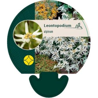 Se Edelweiss ❤ Stort online udvalg i Plantetorvet ❤ Hurtig levering: 1 - 2 Hverdage samt billig fragt - Varenummer: PTT-92429 og barcode / Ean: på lager - Udsalg på Stauder > Edelweiss Spar op til 65% - Over 392 kendte brands på udsalg