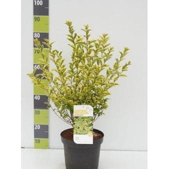 Se Stedsegrøn Liguster 'Aureum' Potte 7,5 liter 80-100 cm. » Kæmpe udvalg i Plantetorvet » Hurtig levering: 1 - 2 Hverdage samt billig fragt - Varenummer: PTT-89979 og barcode / Ean: på lager - Udsalg på Prydbuske > Liguster Spar op til 51% - Over 1150 kendte brands på udsalg