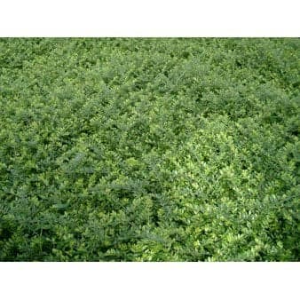 Se Myrte-Gedeblad Potte 0,4 liter,- 20-25 cm. 3-5 grene ❤ Stort online udvalg i Plantetorvet ❤ Hurtig levering: 1 - 2 Hverdage samt billig fragt - Varenummer: PTT-69043 og barcode / Ean: på lager - Udsalg på Bunddække > Myrte-Gedeblad Spar op til 62% - Over 454 design mærker på udsalg