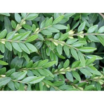 Se Liguster-Gedeblad Potte 0,4 liter,- 20-25 cm. 3-5 grene ❤ Stort online udvalg i Plantetorvet ❤ Hurtig levering: 1 - 2 Hverdage samt billig fragt - Varenummer: PTT-69044 og barcode / Ean: på lager - Udsalg på Bunddække > Liguster-Gedeblad Spar op til 61% - Over 454 design mærker på udsalg